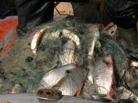 В Калининградской области у браконьеров изъяли снасти. Транспорт и рыбу
