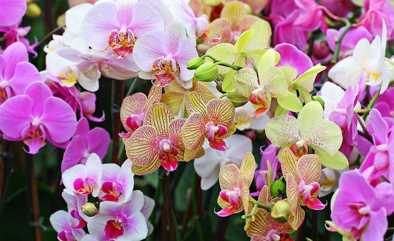 «Царство растений» с главными героинями – орхидеями Калининградской области