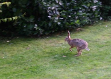 Литовского кролика, который оказался «зайцем» без документов, не пустили в Калининградскую область