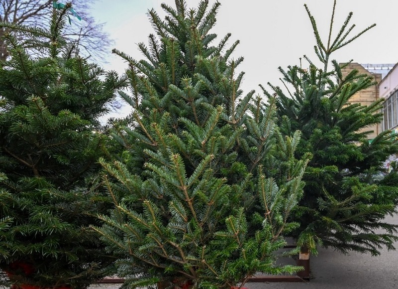 В Калининградскую область поступило  около 11 тыс. штук рождественских деревьев и веток хвойных пород