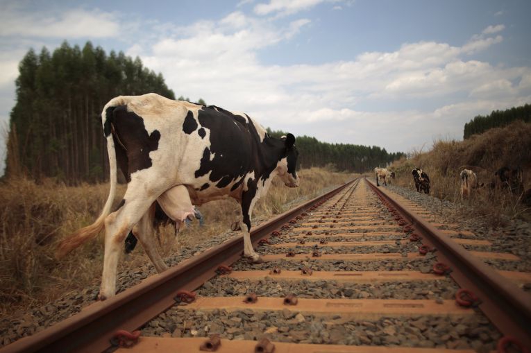 Электропоезд «Ласточка» отправлен в ремонт после столкновения с коровой