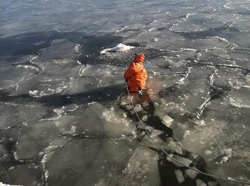 В муниципалитетах: в Светлом в Калининградском морском канале спасали стаю лебедей