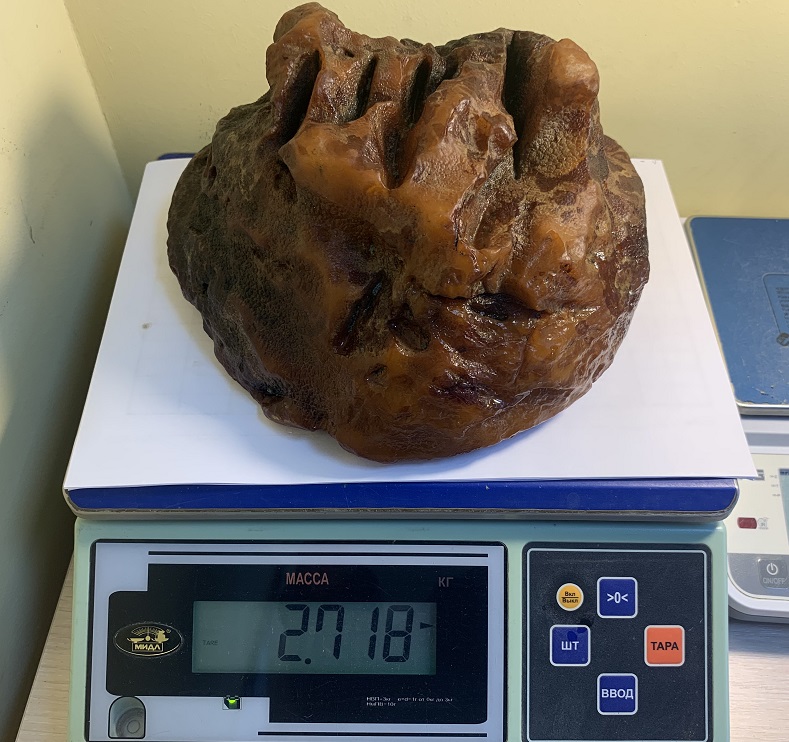 В карьере Янтарного комбината обнаружена «Голова тигра» весом 2,7 кг