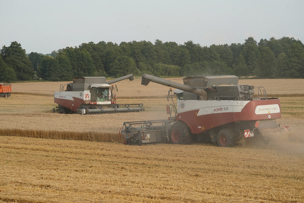 С начала года из Калининградской области на экспорт было отправлено около 330 тыс. тонн зерна