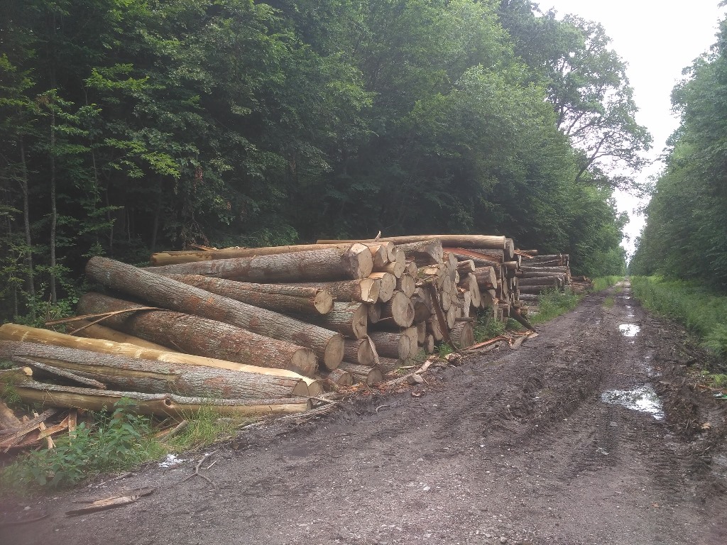 В Калининградской области выявлена и расследуется незаконная рубка леса