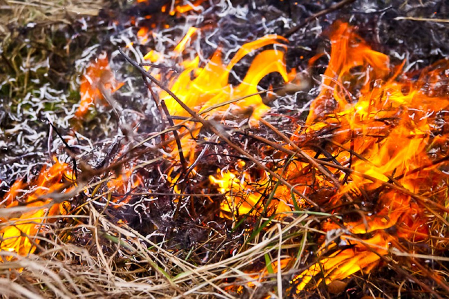 В Калининградской области палы травы дважды могли перерасти в полноценные лесные пожары