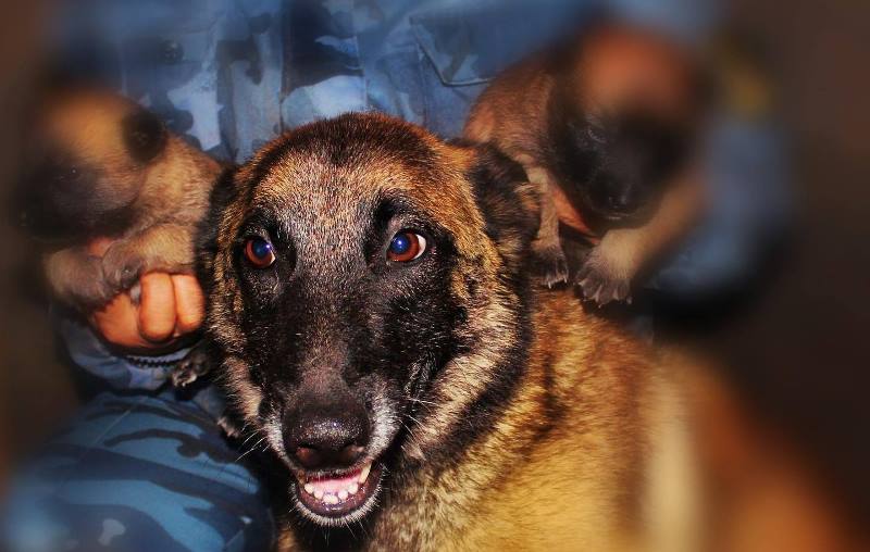 7 служебных собак из подразделений УФСИН России по Калининградской области вышли на пенсию и ищут любящих хозяев