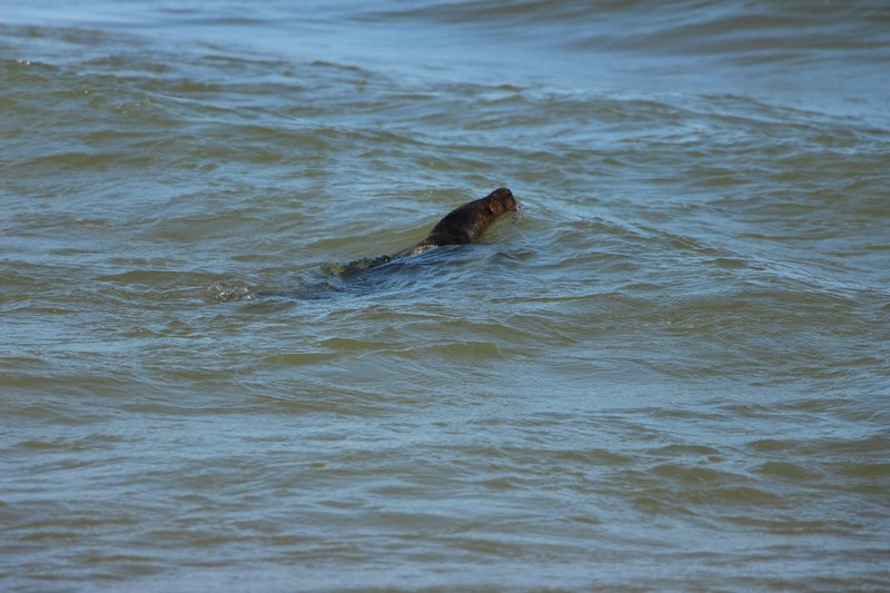Плыви, тюлень, плыви. Из Калининградского зоопарка выпустили в море двух тюленей