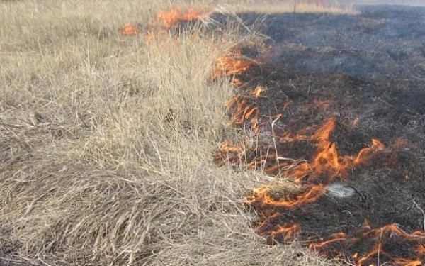 В Калининградской области растет количество палов сухой травы