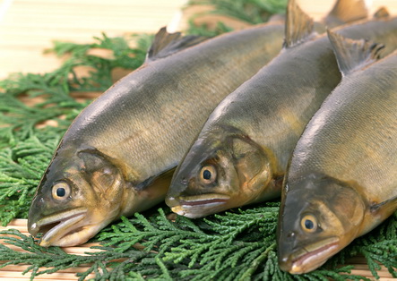 В Литву возвращено более 17 килограммов мороженной рыбы