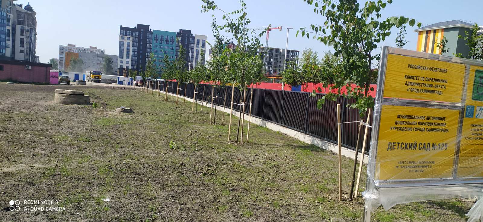 В Калининграде вместо 82 уничтоженных деревьев высадили 111 новых