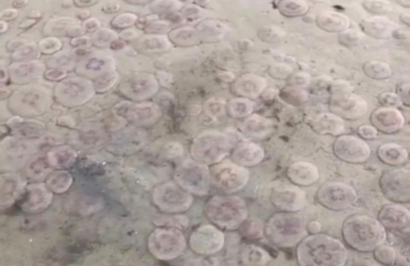 Стало известно, как медузы оказались в Калининградском заливе
