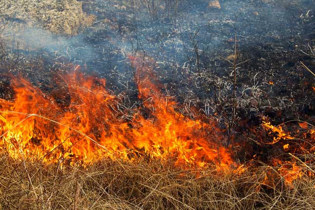 В Калининградской области огнем было охвачено пшеничное поле