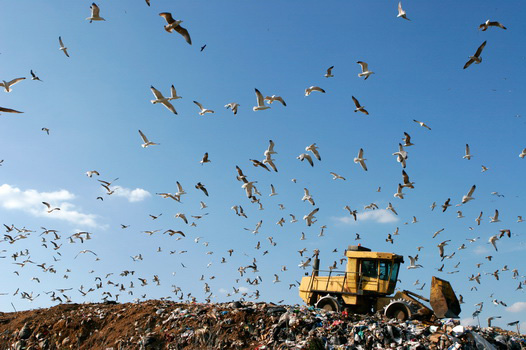 В Калининградской области вдвое сократят количество мусорных полигонов