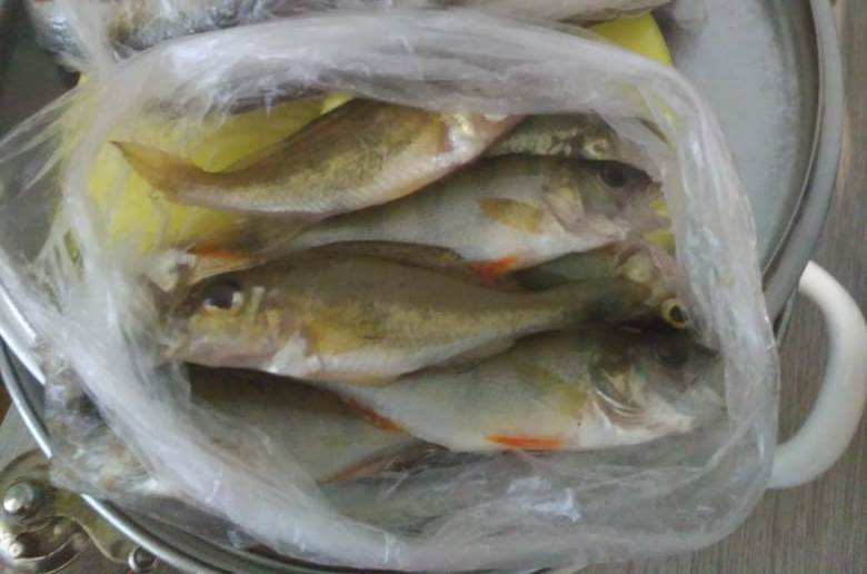 Бесплатно порыбачить не получилось: под Калининградом возбуждено уголовное дело по факту незаконной добычи рыбы