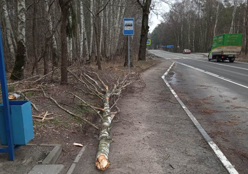 В Калининграде «Надя» повалила два десятка деревьев