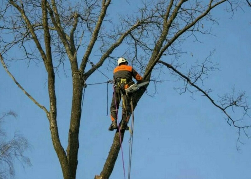 В Калининграде обрезку деревьев возложили на сотрудников МБУ «Чистота»