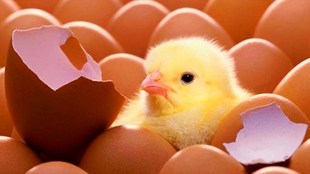 В Калининградской области нет проблем с яйцами и цыплятами