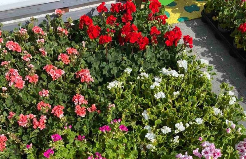 Под Калининградом детсады продолжают высадку цветов