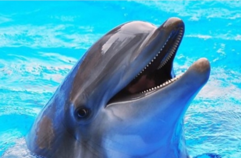 Ребенок-инвалид из Калининграда погиб в дельфинарии Краснодарского края