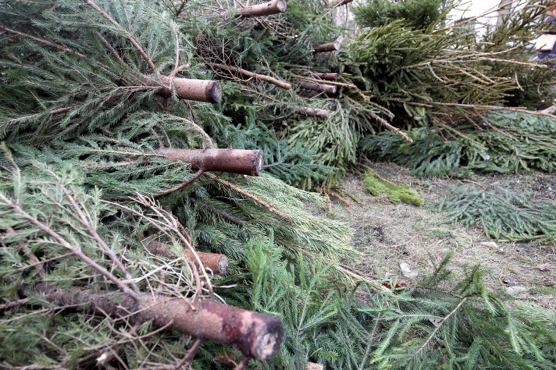 В Калининградской области проходит акция по приему и утилизации хвойных деревьев