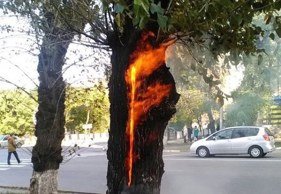 Накануне: в центре Калининградской области пожарный расчет потушил дерево