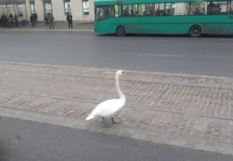 По проезжей части в центре Калининграда прогулялся лебедь