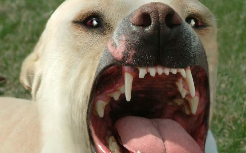 На родине бывшего калининградского губернатора на прохожих натравливают собак