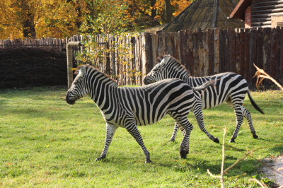 В Калининградском зоопарке началось формирование экспозиции «Саванна»