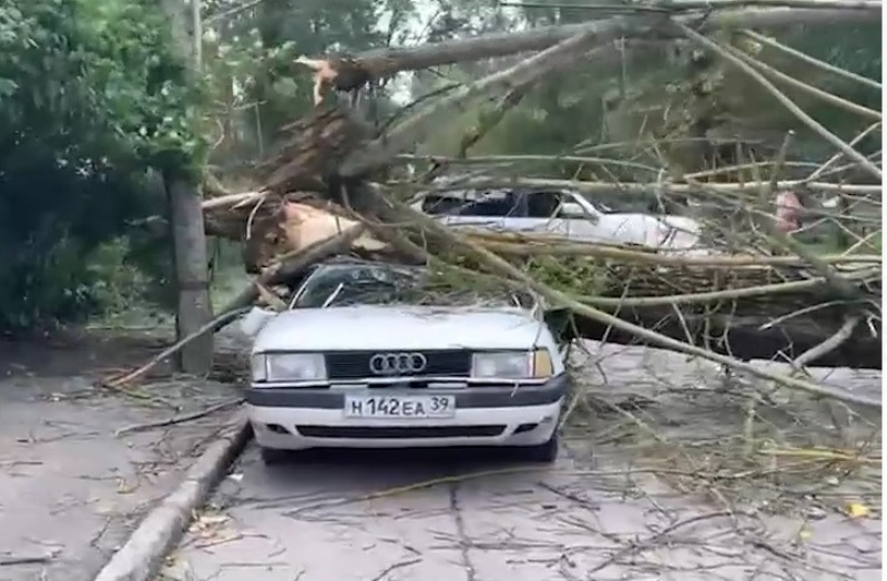 В Калининграде на машину упало дерево