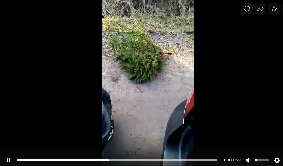 В Калининградской области срубили новогоднюю ель в национальном парке