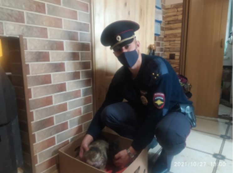 В Калининградской области коробку с котятами приняли за бомбу