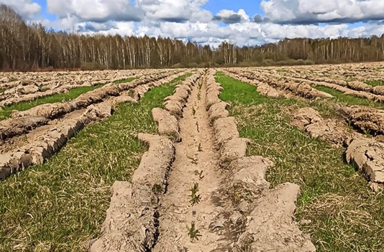 Более 120 000 саженцев ели и дуба высажено в Калининградской области в рамках национального проекта «Сохранение лесов»