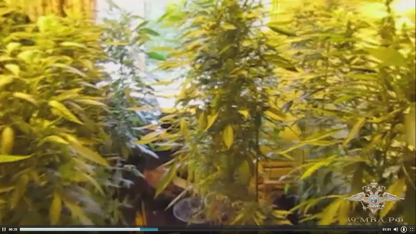 В Калининградской области обнаружена лаборатория по производству марихуаны