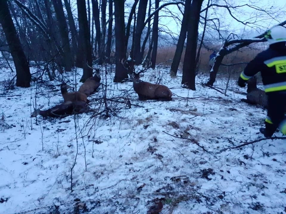 У соседей: в Польше стадо оленей ушло под лед