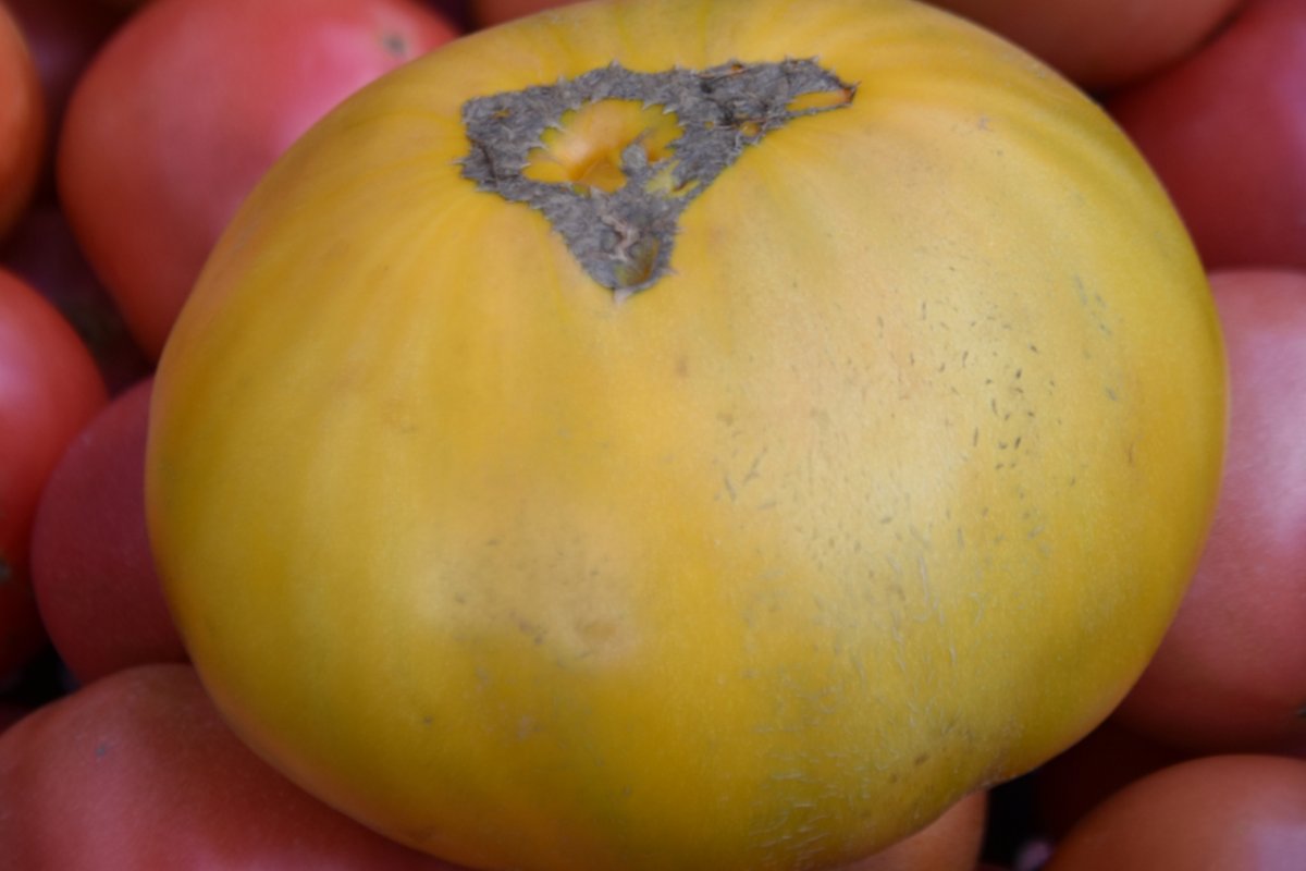 Чудеса агрономии: под Калининградом вырастили уникальный помидор