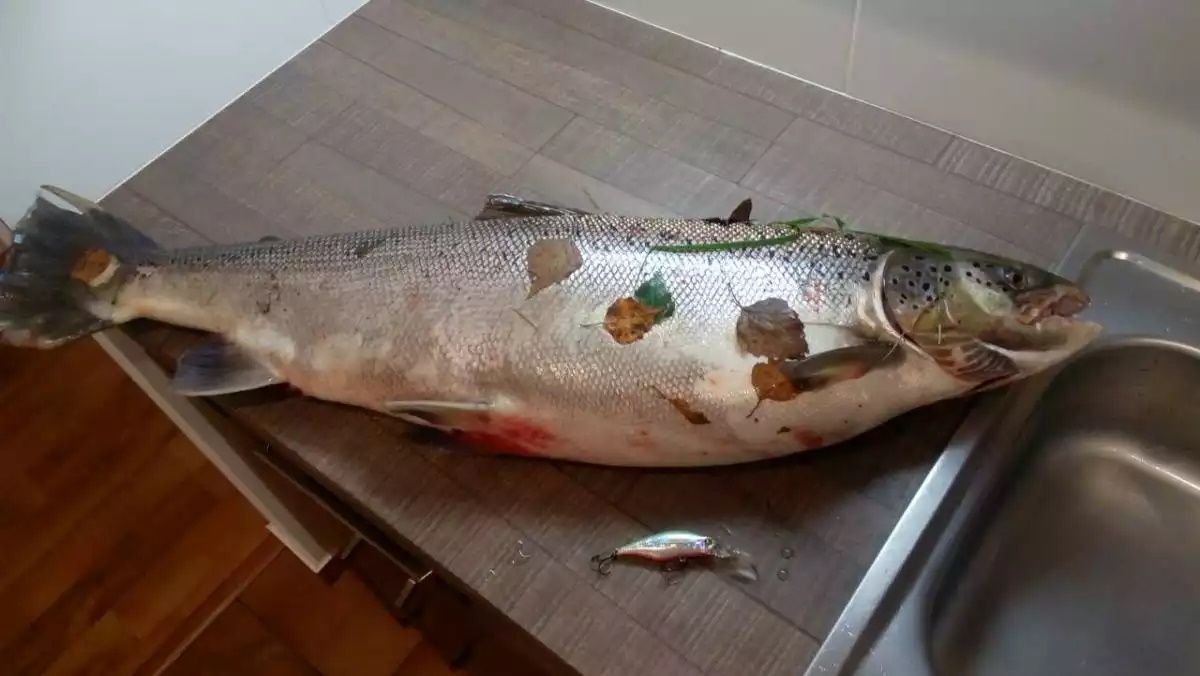 Вылов балтийского лосося в Калининградской области станет платным
