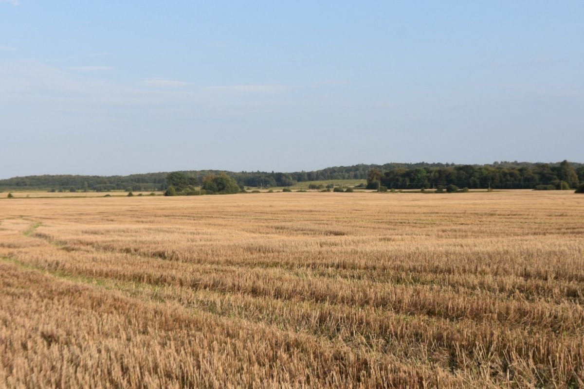 Под Калининградом урожай озимой пшеницы побил рекорд прошлого года