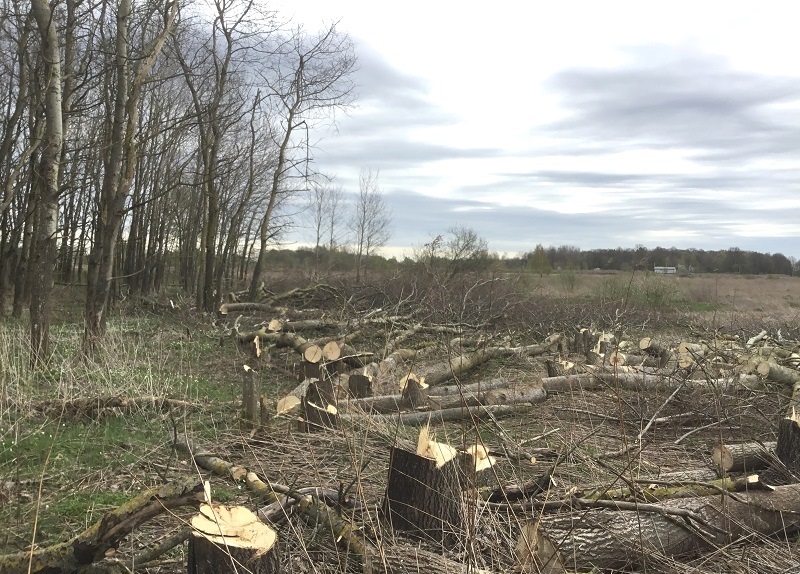 В Зеленоградском округе выявлен собственник земельного участка, который вырубает деревья