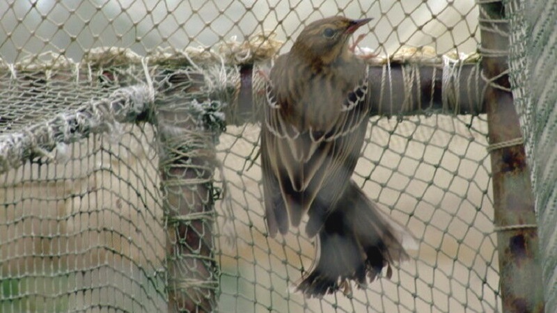 На Куршской косе орнитологи готовятся к сезону весенней миграции птиц 