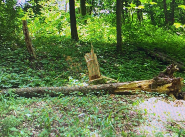 В Калининградской области мужчина «срубил» статью в лесу