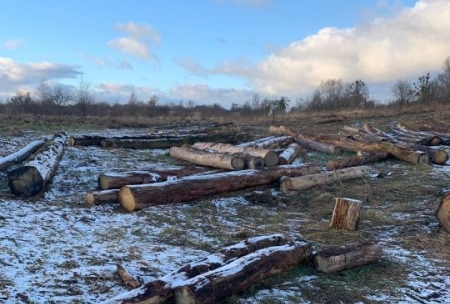 В Калининградской области выявили незаконную рубку деревьев