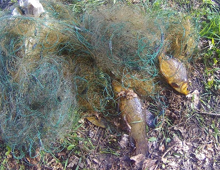 В Калининградской области за неделю браконьеры выловили 112 килограммов рыбы
