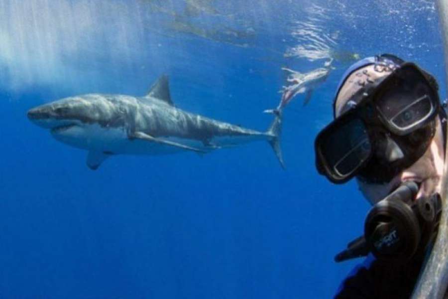 По подсчетам специалистов люди чаще гибнут от селфи нежили от нападения акул