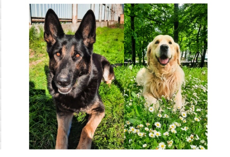 В Калининграде на пенсию проводили… служебных собак