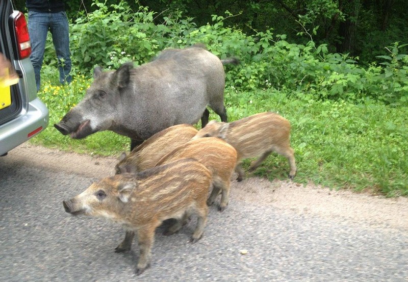 В Калининградской области для свиней жизни нет, уже убито 24 808 животины