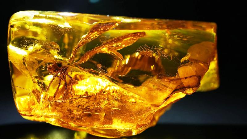 Под Калининградом найдена древняя стрекоза в янтаре возрастом 50 миллионов лет