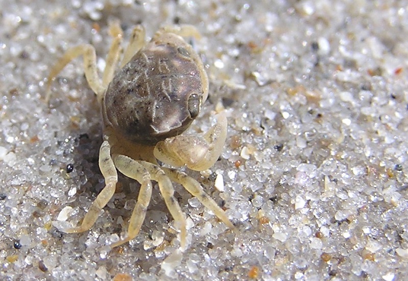 Оказывается, крабы в Балтийском море обитают уже 75 лет, а мы и не знали Оказывается, крабы в Балтийском море обитают уже 75 лет, а мы и не знали