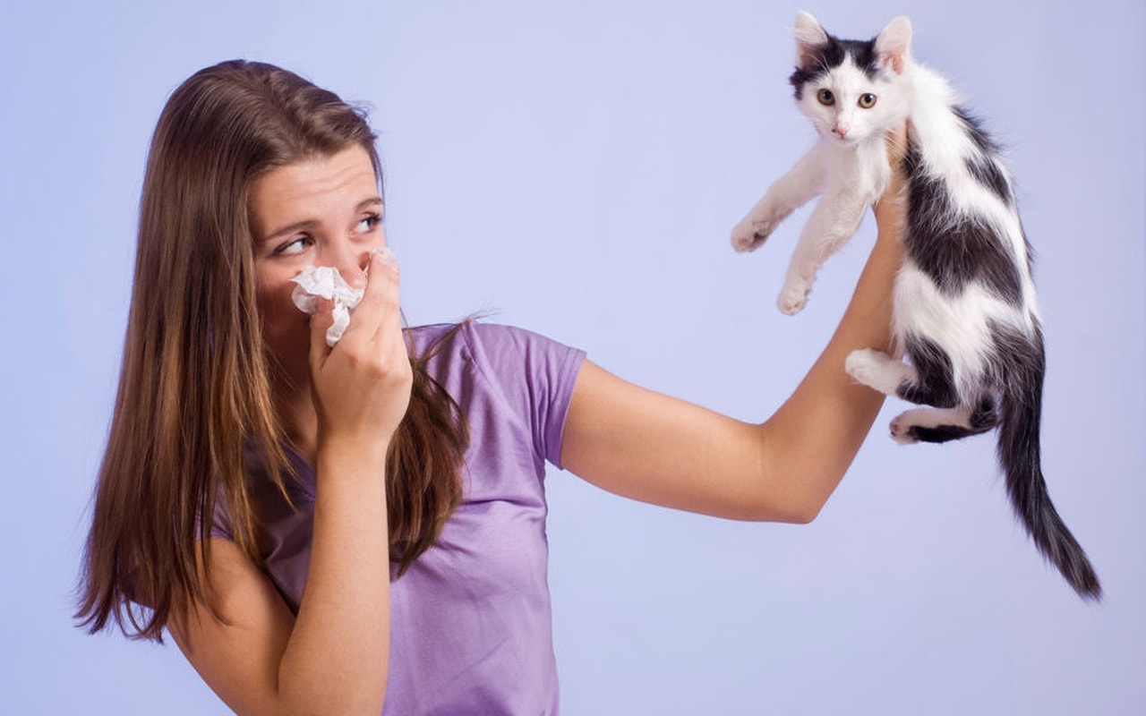 Ученые изобрели вакцину от аллергии на кошек