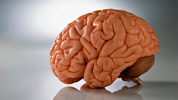 Ученым удалось оживить мозг на длительный срок